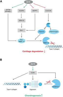 Reduction of Matrix Metallopeptidase 13 and Promotion of Chondrogenesis by Zeel T in Primary Human Osteoarthritic Chondrocytes